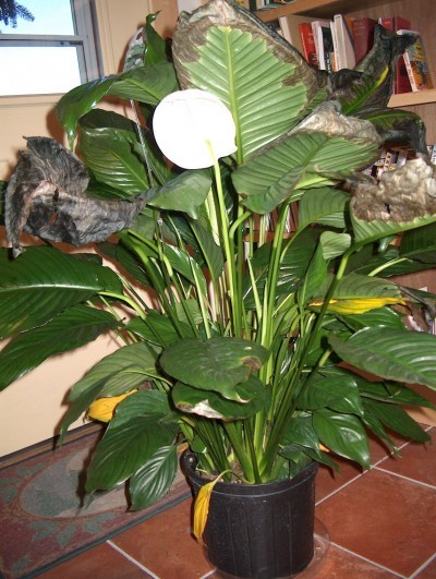 yellowbrown peace lily