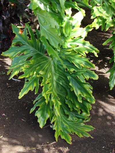 Philodendron_bipinnatifidum