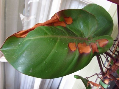 philodendron brown