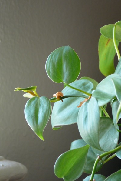 philodendron