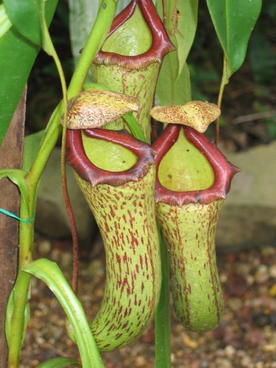 pitcher-plants