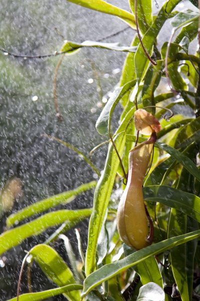 pitcher plant water