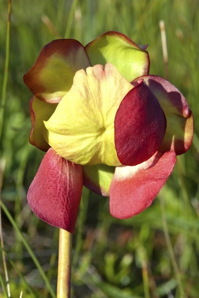 pitcher flower