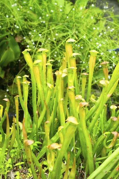 pitcher plant garden