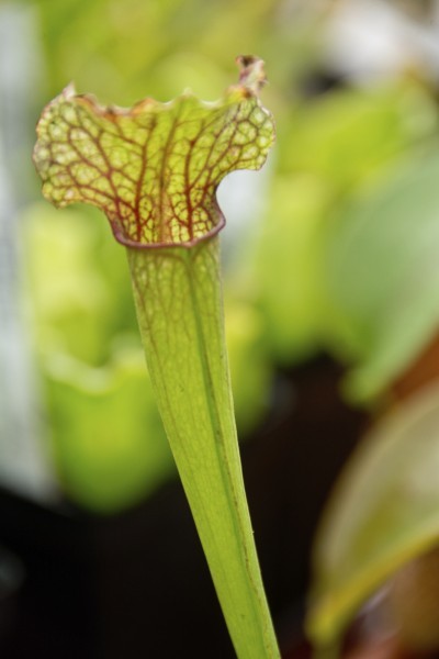 This plant is carnivorous, with pitcher-shaped modified leaves to catch flies.
