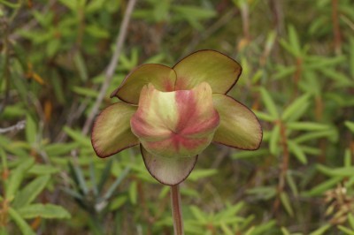 pitcher plant flower