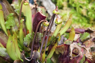 prune pitcher