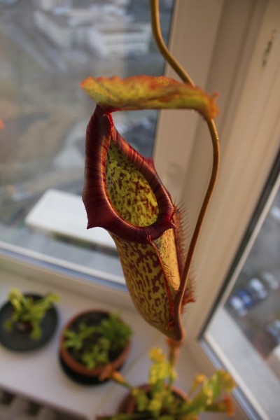 Pitcher of Nepenthes Miranda