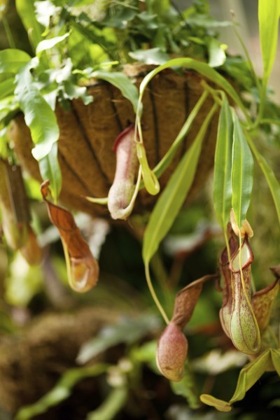 hanging pitcher