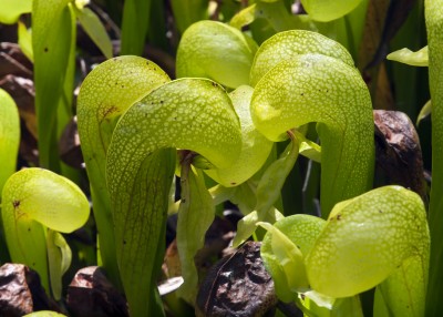 Cobra lily