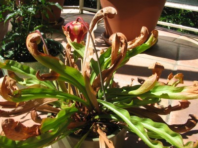 pitcher-plant-stress