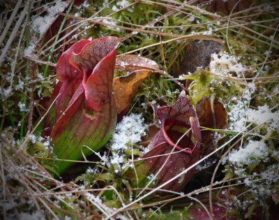 pitcher-plant-winter