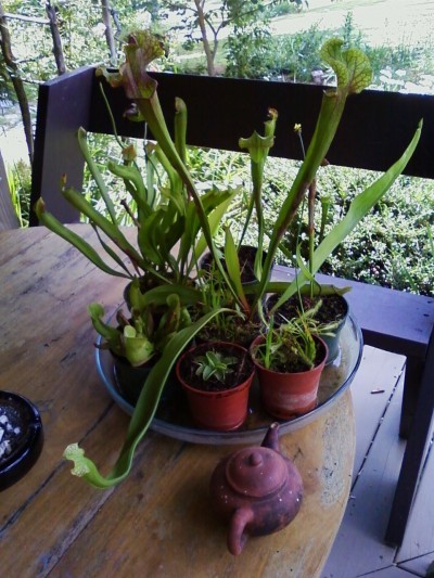 Happy carnivorous plants
