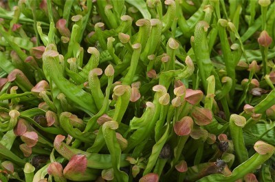 Pitcher Plants