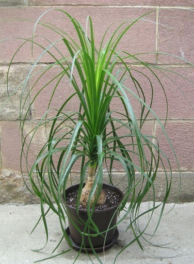 ponytail-palm-tree