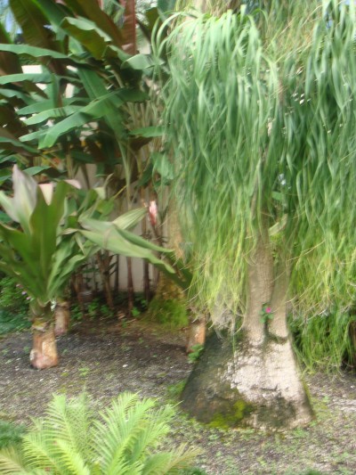 ponytail palm outside