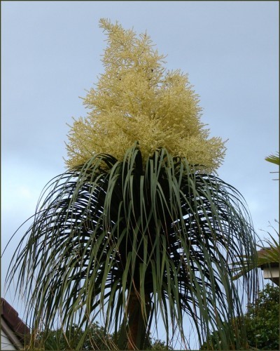 ponytail palm flower