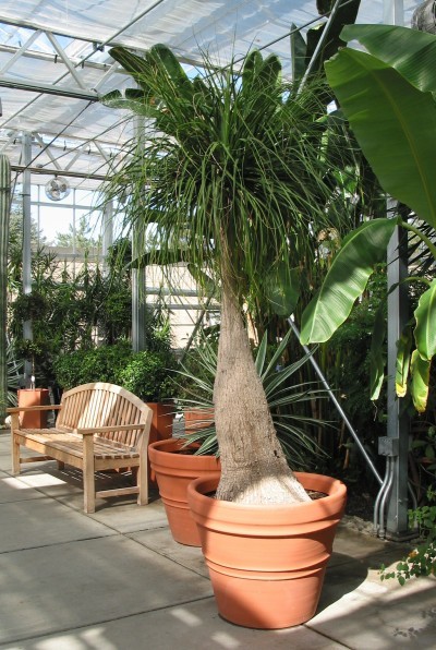 large ponytail palm