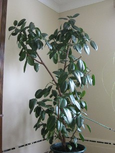 rubber-tree-plant