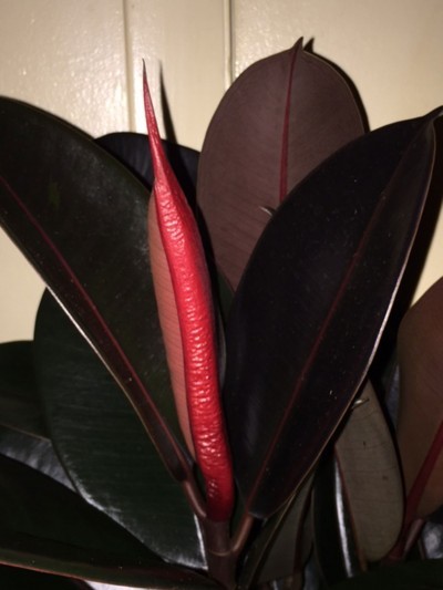 rubber-plant-sheath