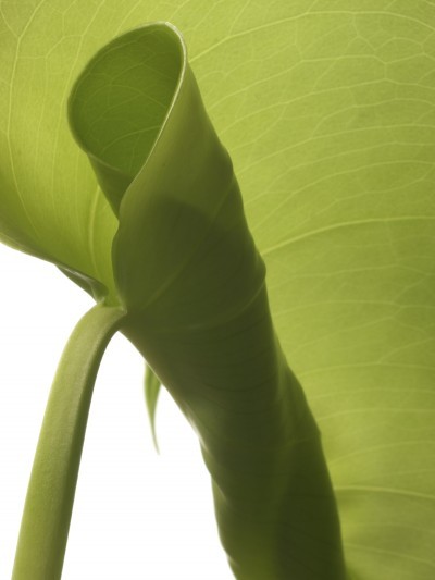 New rubber plant green leaf