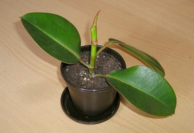 rubber-plant-cutting