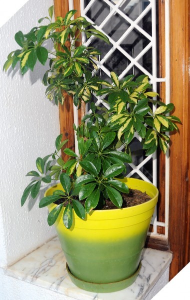 schefflera