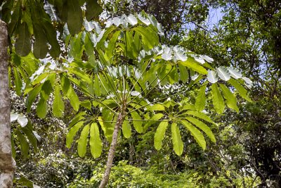 Umbrella Tree in Forest