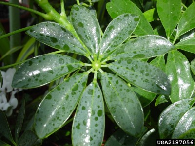 sticky-schefflera