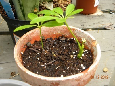 schefflera-cuttings