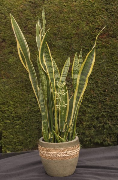 droopy snake plant