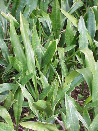 Sanseveria_hyacinthoides0