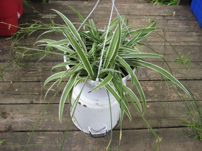 spider-plant-care