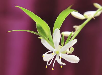 spider plant flower