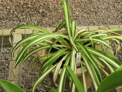 yellow leaves spider plant