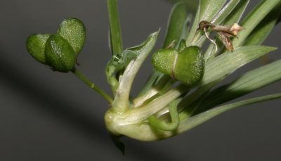 spider plant pods