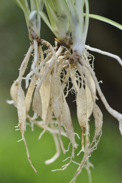 spider plant root