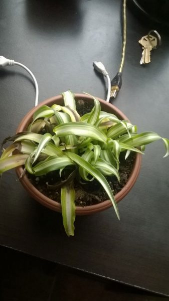 yellowing-spider-plant---scottedwardkelly-