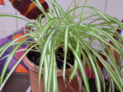 spider-plant1