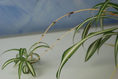 spider plant baby