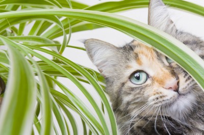 cat spider plant