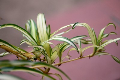 spider-plant