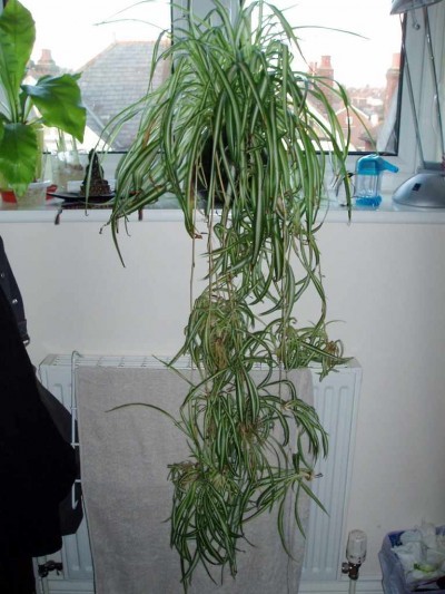 spider plant