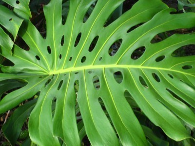 monstera