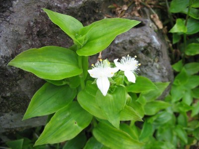 wandering jew weed