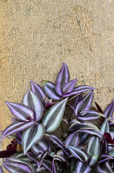 Wandering Jew