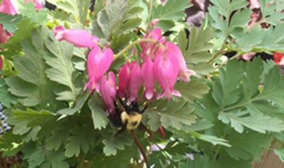 bee-ob-bleeding-heart