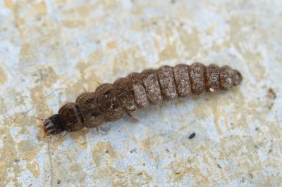 soldier beetle larva