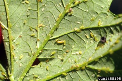 aphid midge larvae