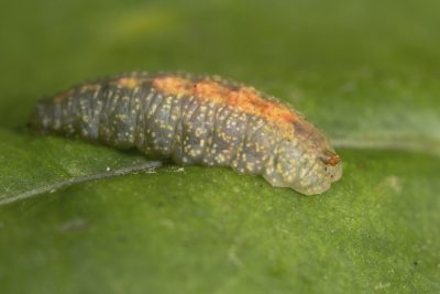 hoverfly larva